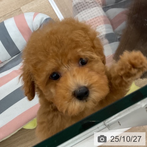 トイ・プードルの写真