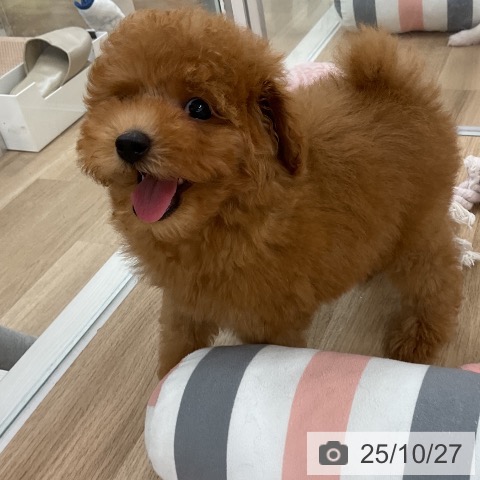 トイ・プードルの写真