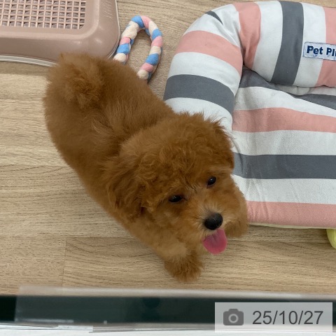 トイ・プードルの写真