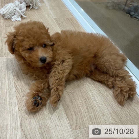 トイ・プードルの写真