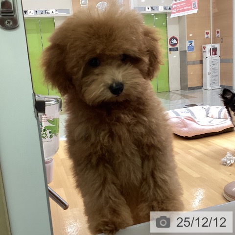 福岡県のトイプードル(トイ) (ペットプラス 黒崎店/2025年8月22日生まれ/男の子/レッド)の子犬の4枚目の画像