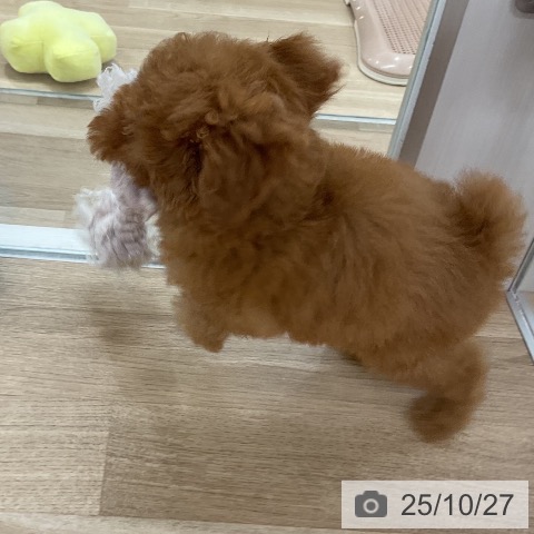 トイ・プードルの写真