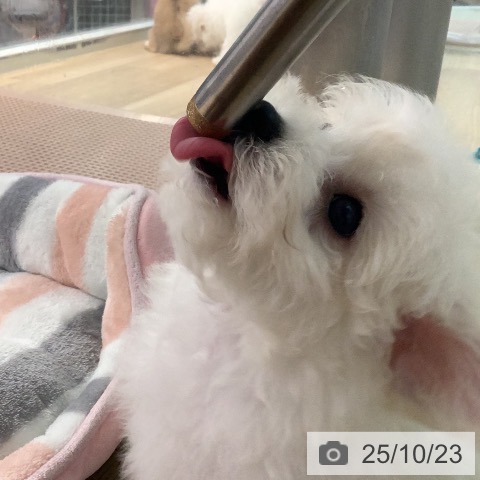 ビション・フリーゼの写真