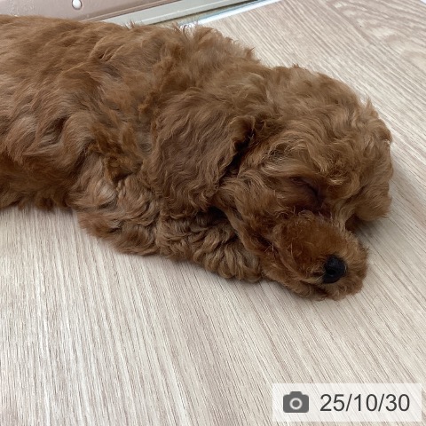 トイ・プードルの写真