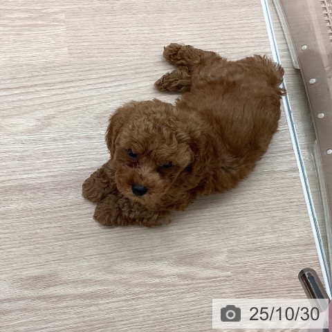 トイ・プードルの写真