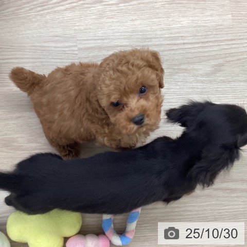 トイ・プードルの写真