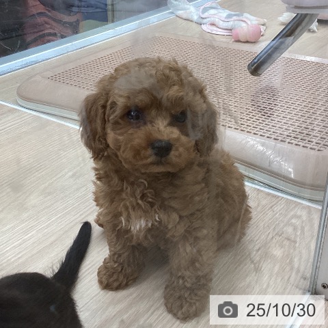 トイ・プードルの写真