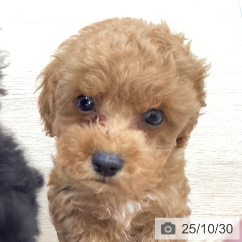 トイ・プードルの写真