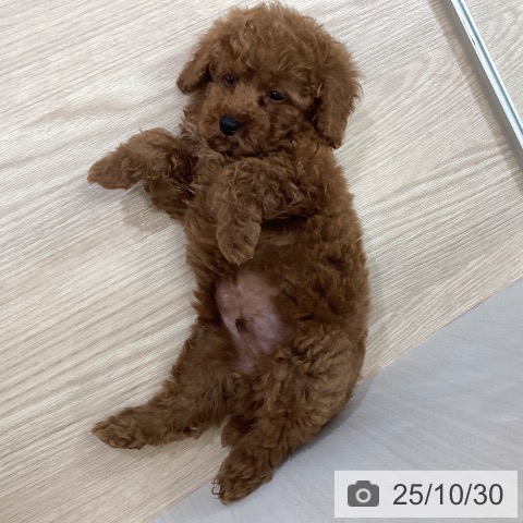 トイ・プードルの写真