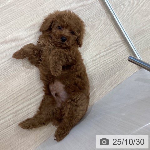 トイ・プードルの写真