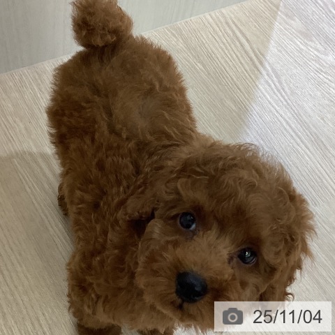 トイ・プードルの写真