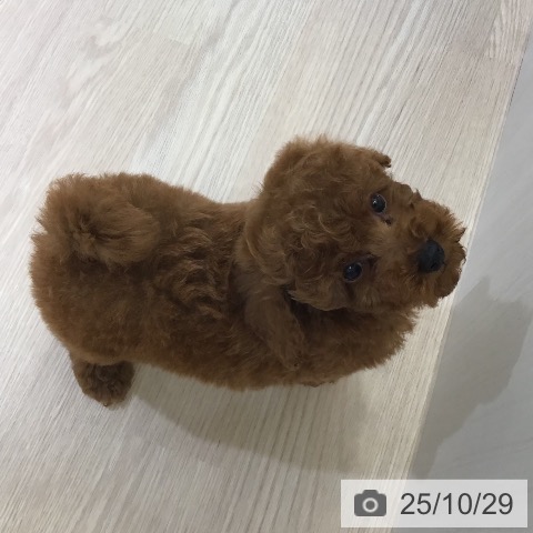 トイ・プードルの写真