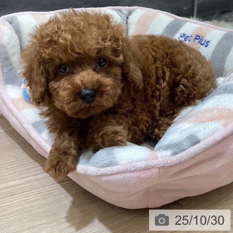 トイ・プードルの写真