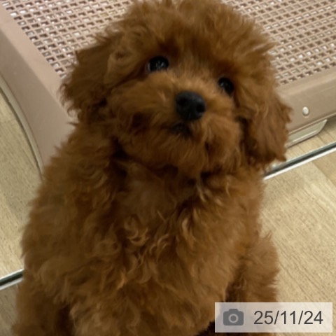 愛知県のトイプードル(トイ) (ペットプラス イオンモール豊川店/2025年8月27日生まれ/男の子/レッド)の子犬の4枚目の画像