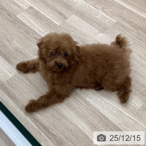 愛知県のトイプードル(トイ) (ペットプラス イオンモール豊川店/2025年8月27日生まれ/男の子/レッド)の子犬の4枚目の画像