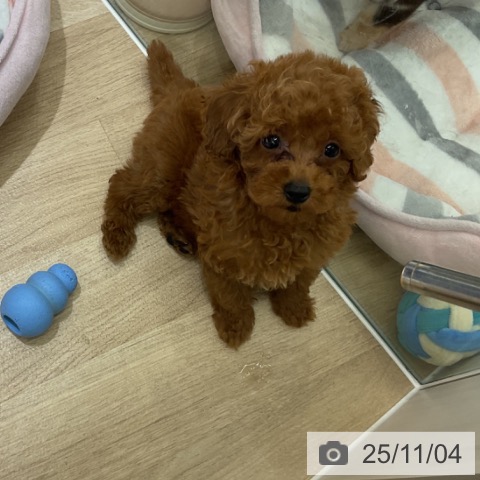 愛知県のトイプードル(トイ) (ペットプラス イオンモール豊川店/2025年8月27日生まれ/男の子/レッド)の子犬の3枚目の画像