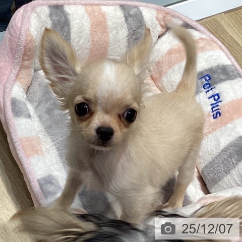 福岡県のチワワ(ロング) (ペットプラス 小倉南店/2025年8月15日生まれ/男の子/クリームホワイト)の子犬の3枚目の画像