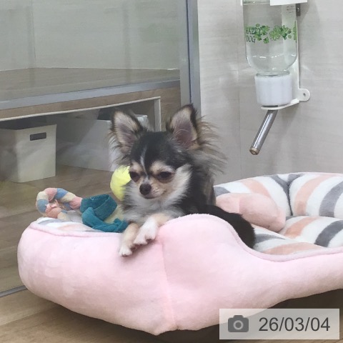 福岡県のチワワ(ロング) (ペットプラス 春日店/2025年8月15日生まれ/女の子/セーブルホワイト)の子犬の3枚目の画像