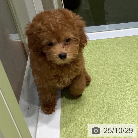 トイ・プードルの写真