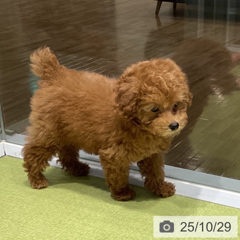 トイ・プードルの写真