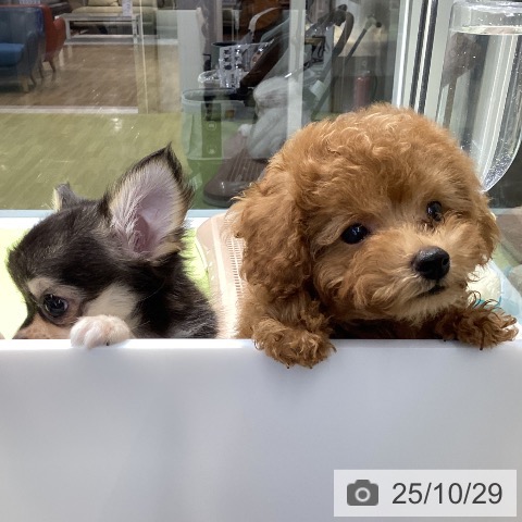 トイ・プードルの写真