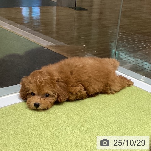 トイ・プードルの写真