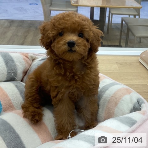 トイ・プードルの写真