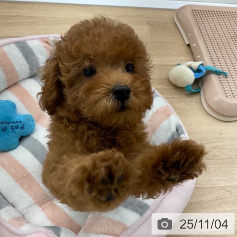 トイ・プードルの写真