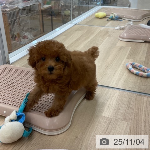 トイ・プードルの写真