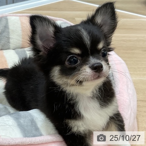 チワワの写真