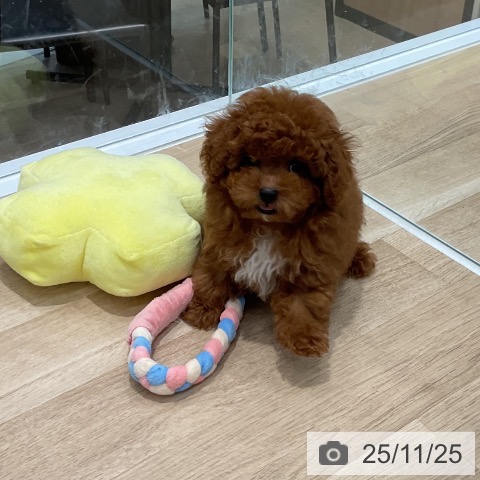 トイ・プードルの写真