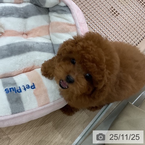 トイ・プードルの写真