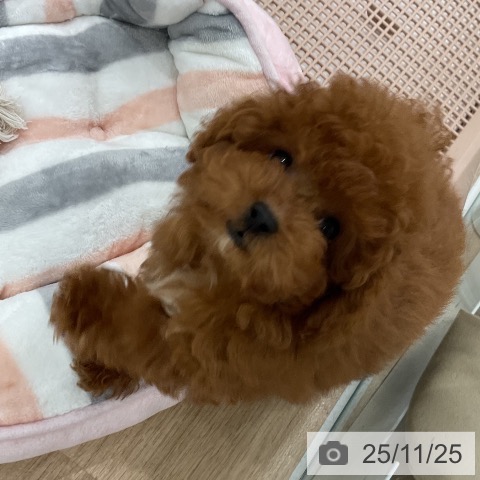 トイ・プードルの写真