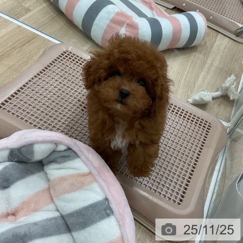 トイ・プードルの写真