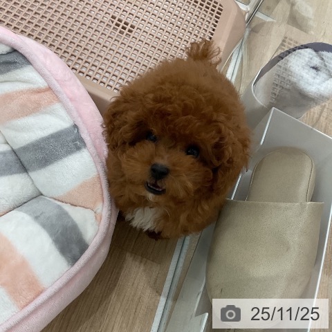 トイ・プードルの写真