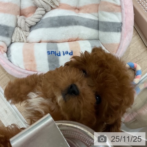 トイ・プードルの写真