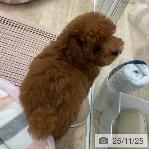 トイ・プードルの写真