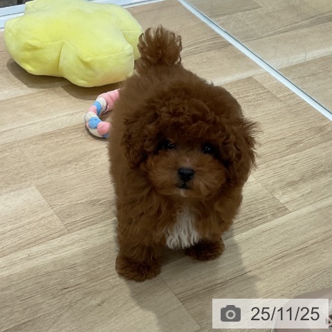 トイ・プードルの写真