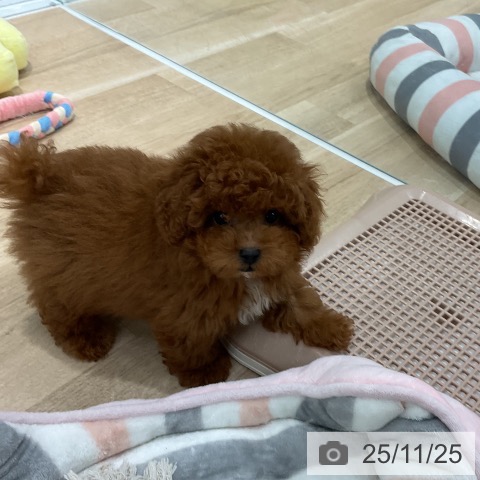 トイ・プードルの写真