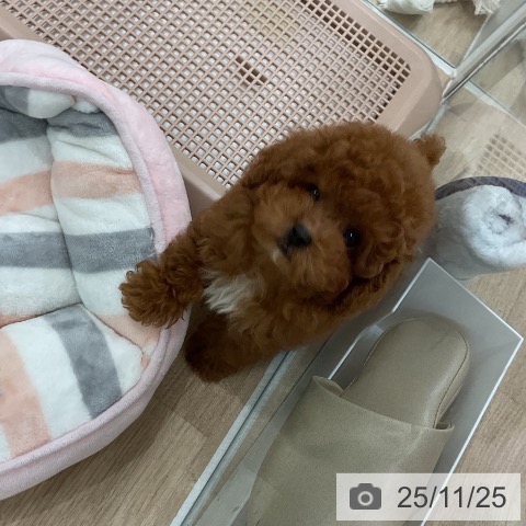 トイ・プードルの写真