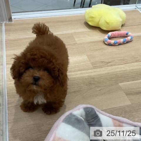 トイ・プードルの写真