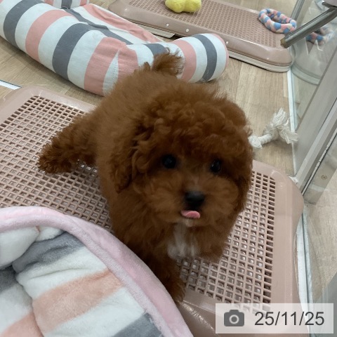 トイ・プードルの写真