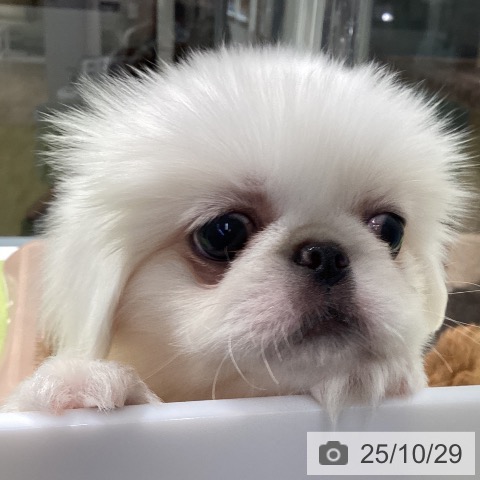 ペキニーズの写真