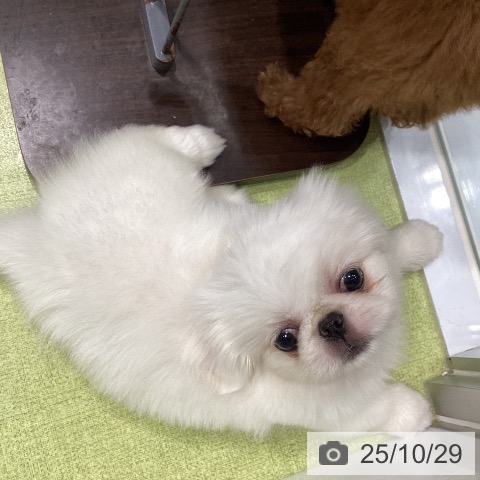 ペキニーズの写真