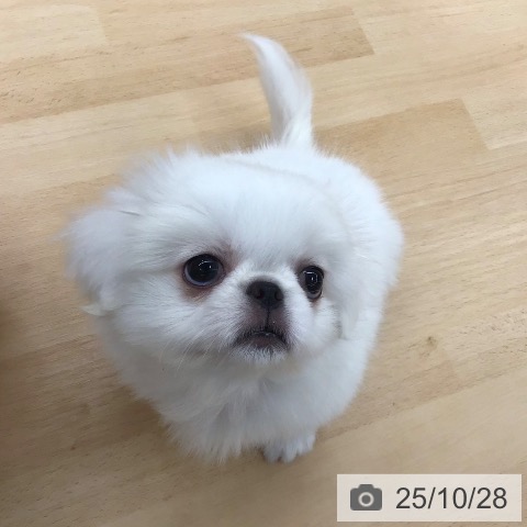 ペキニーズの写真