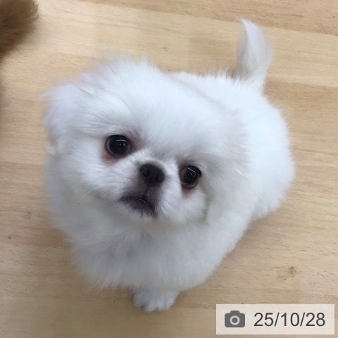 ペキニーズの写真