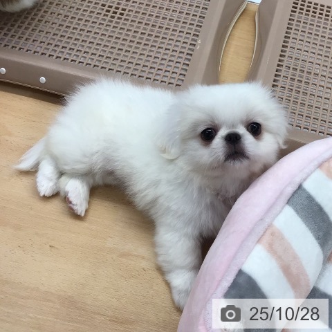 福岡県のペキニーズ (ペットプラス ららぽーと福岡店/2025年8月24日生まれ/女の子/ホワイト)の子犬の4枚目の画像
