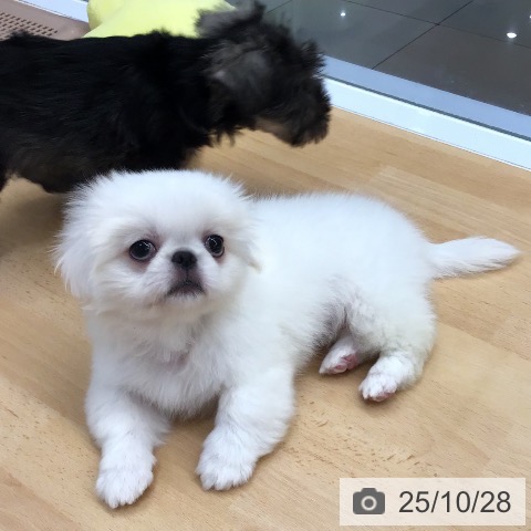 福岡県のペキニーズ (ペットプラス ららぽーと福岡店/2025年8月24日生まれ/女の子/ホワイト)の子犬の3枚目の画像