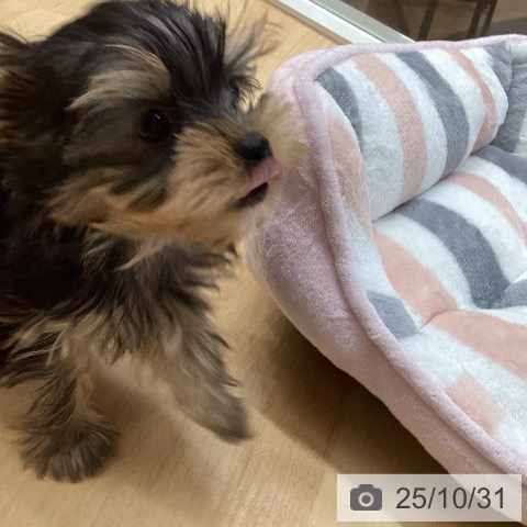 ヨークシャー・テリアの写真