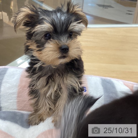 ヨークシャー・テリアの写真